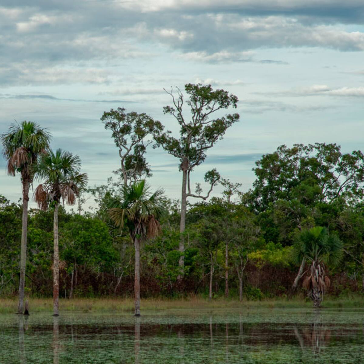 Gobierno declaró a la Serranía de Manacacías como parque nacional número 61 de Colombia