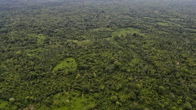 Daniel Rico, director de C-Análisis, explicó en Sigue La W que el sistema del narcotráfico se ha venido sofisticando.. Foto: Colprensa - Álvaro Tavera