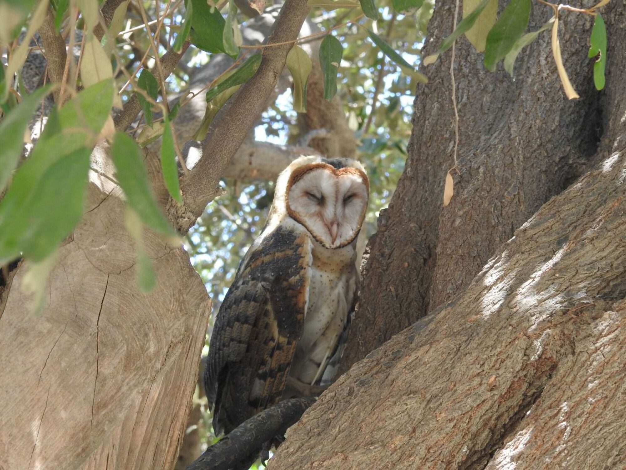 Estas aves ayudan a medir qué tan sano es un hábitat/ Corpamag