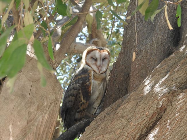 Estas aves ayudan a medir qué tan sano es un hábitat/ Corpamag