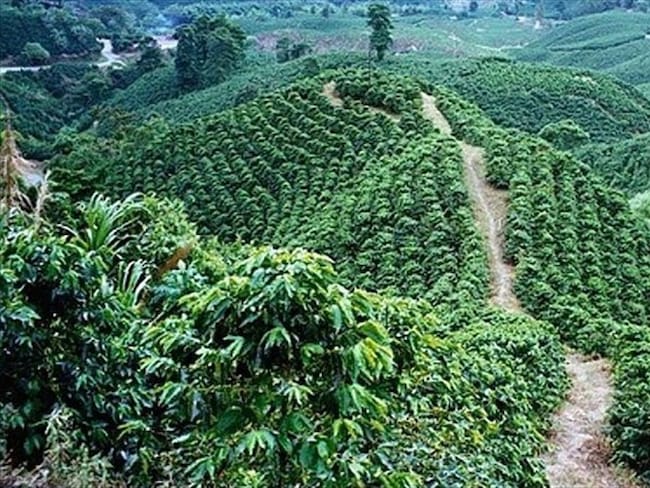 Nueve detenidos por engaño a Ley de Restitución de Tierras. Foto: Colprensa