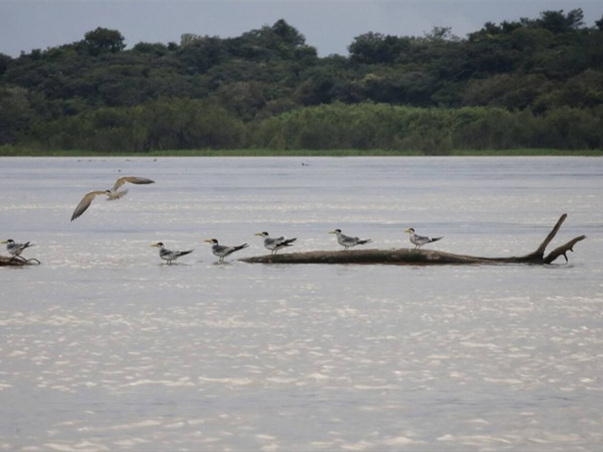 El Amazonas no está preparado para enfrentar esta crisis: Mauricio Gómez Amín