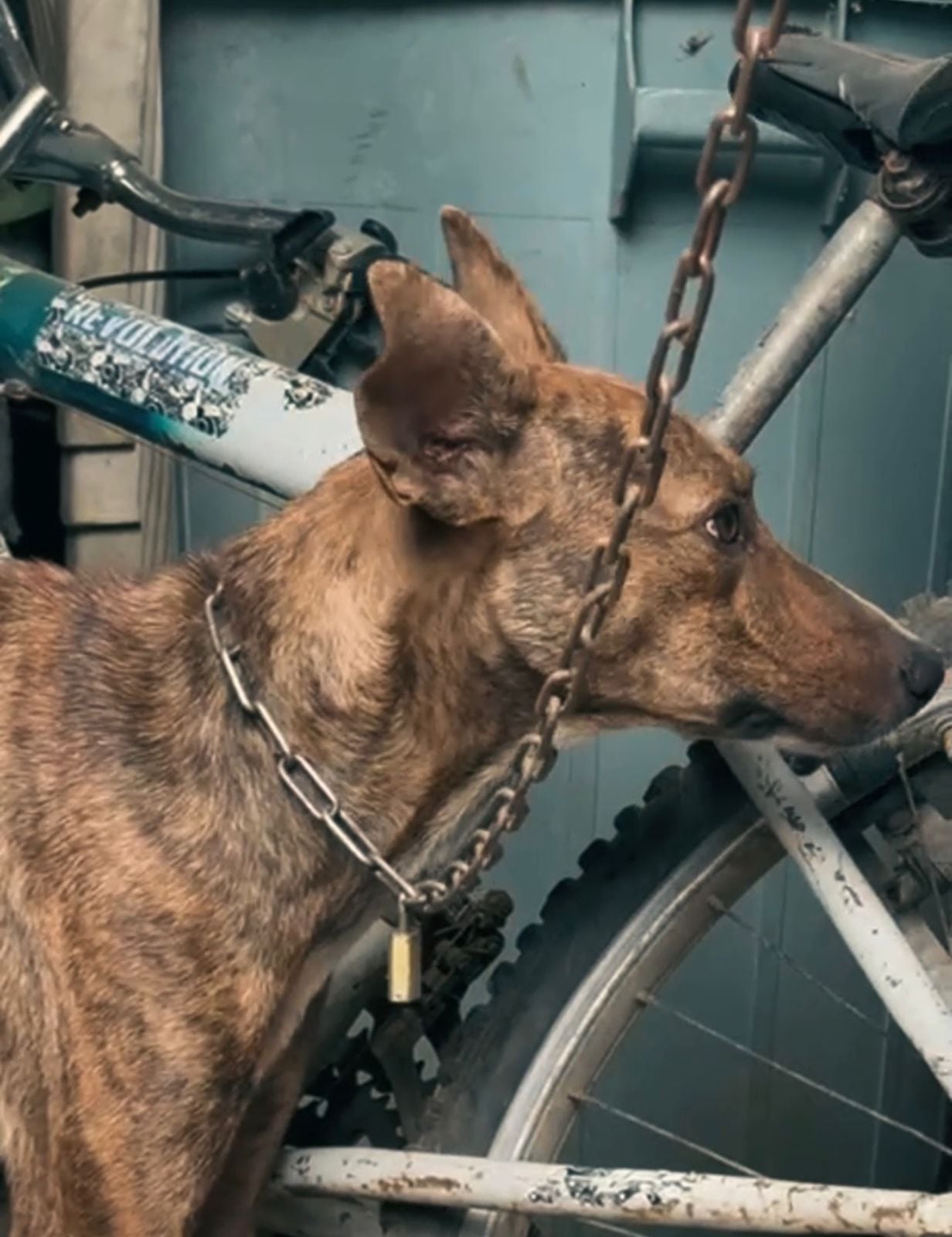 Animal rescatado. Foto: cortesía Personería de Santa Marta 