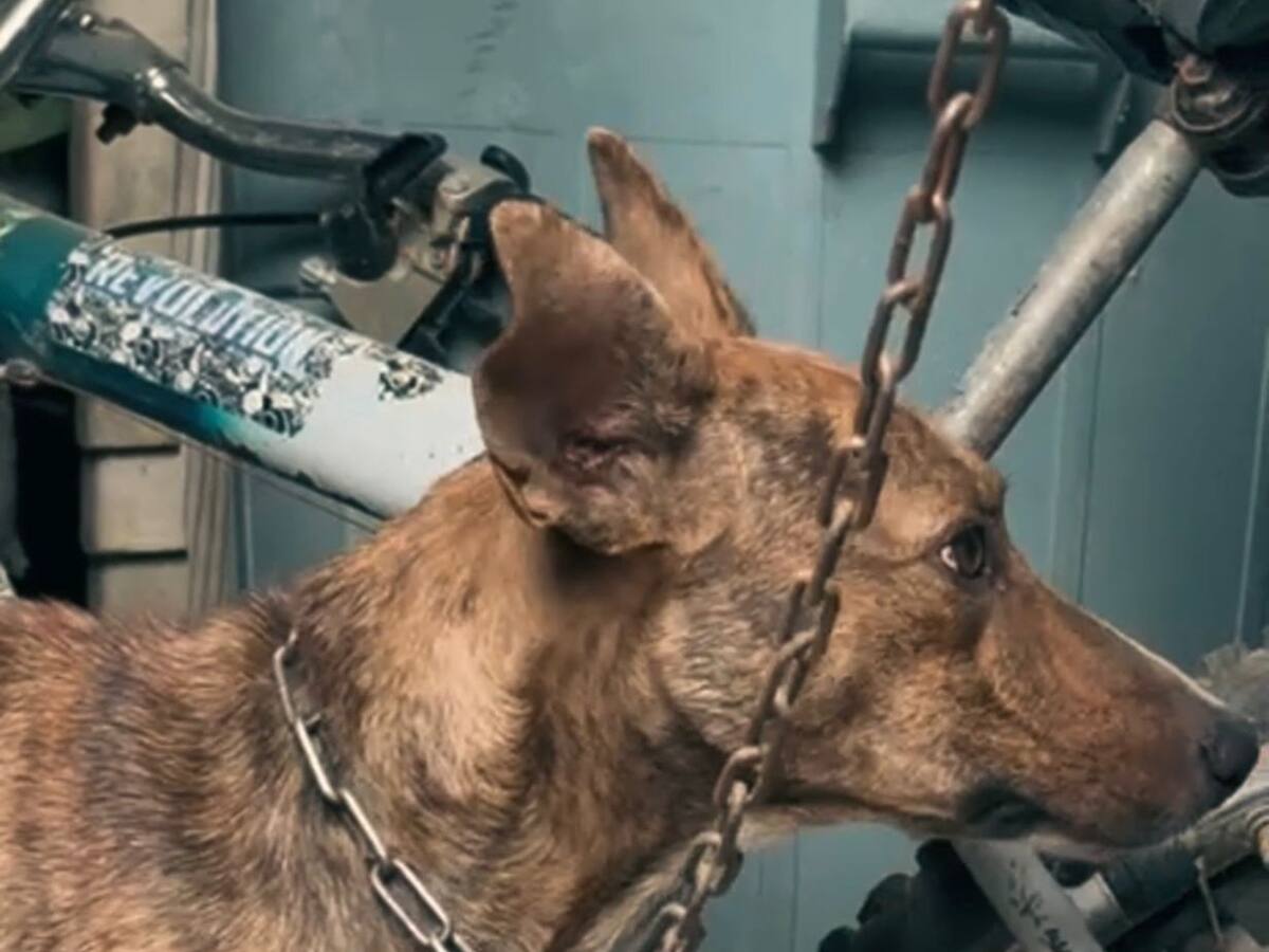 Rescatados dos caninos en Santa Marta luego de la denuncia de maltrato animal