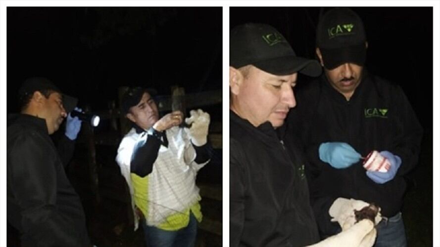 El Instituto aclaró que, con este tipo de actividades, controla la presencia y propagación de especies vectores de enfermedades zoonóticas . Foto: Cortesía ICA