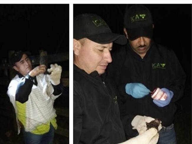 El Instituto aclaró que, con este tipo de actividades, controla la presencia y propagación de especies vectores de enfermedades zoonóticas . Foto: Cortesía ICA