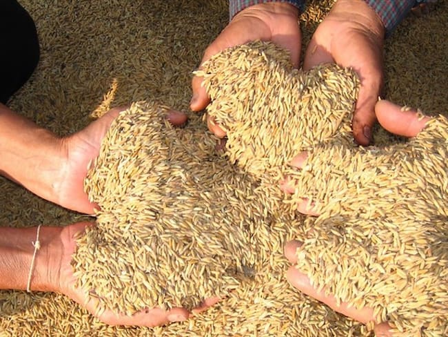 Ministerio de Agricultura confirmó que no habrá más ayudas económicas al sector arrocero. Foto: Colprensa