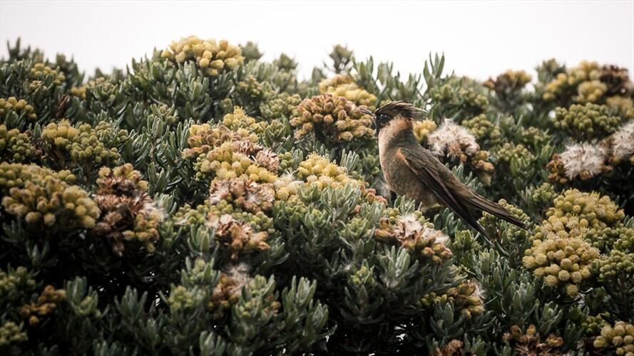 Créditos: Felipe Villegas