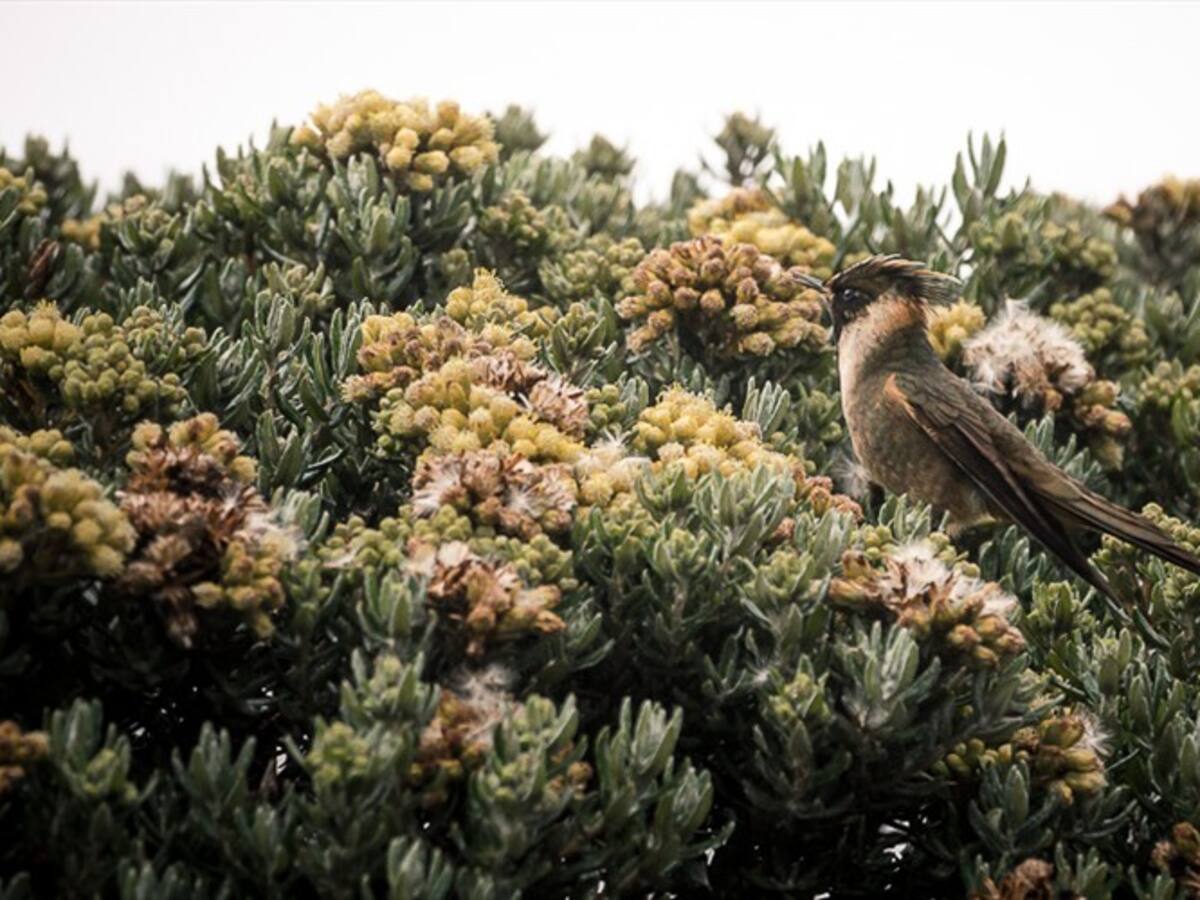 Cambio y transformación: cerca de 40 jóvenes preparados para proteger los páramos