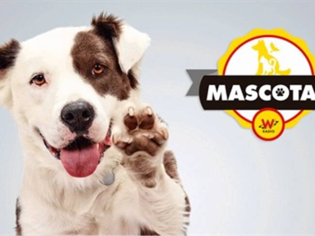 Lo que debes tener en cuenta para asistir con tu mascota