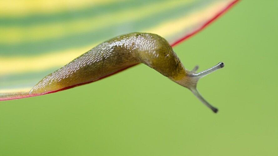 Antes de morir, el jugador de rugby había quedado en coma y tetrapléjico por haberse comido el animal.. Foto: Getty Images
