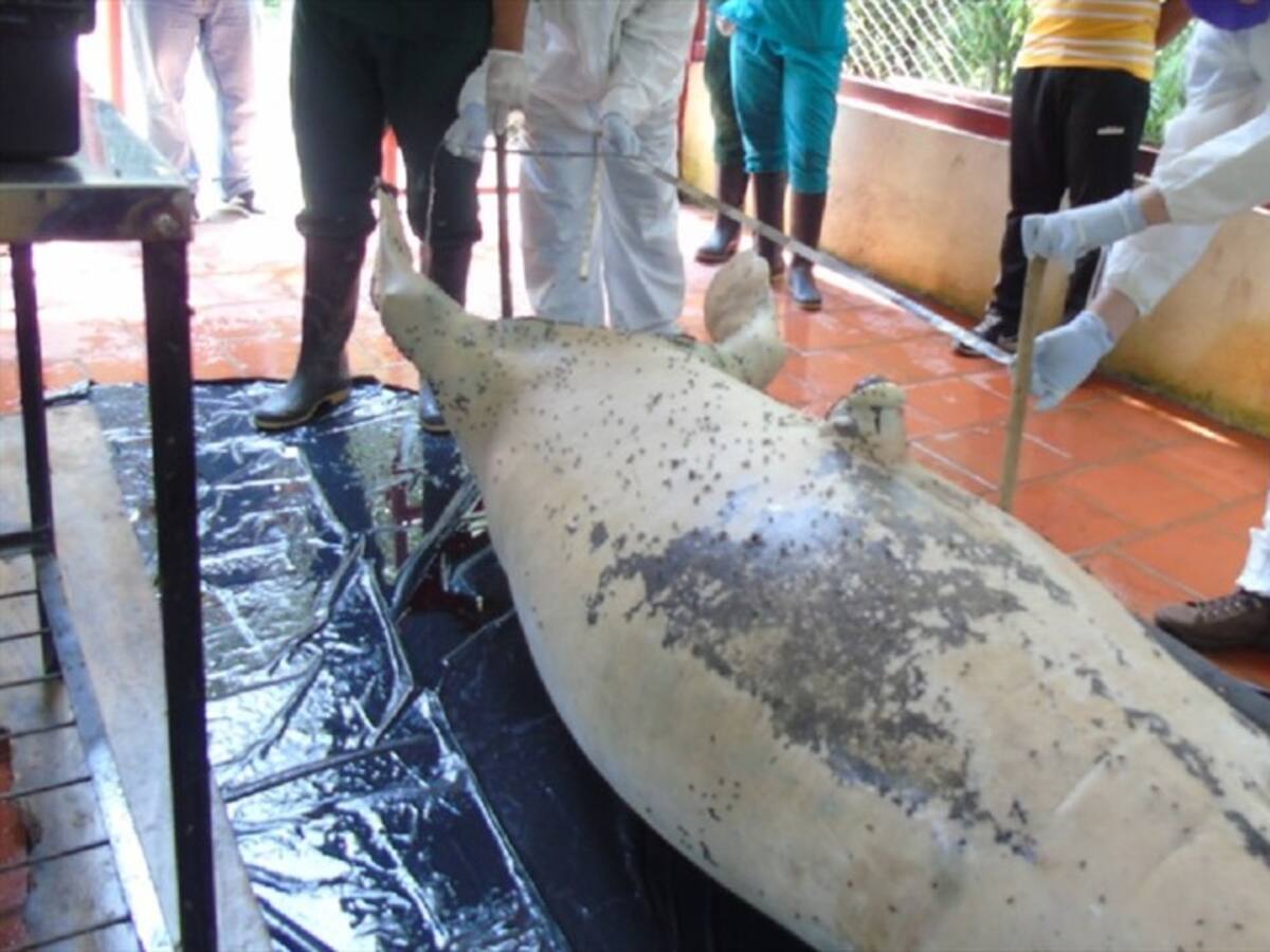 Manatí murió por hambre y estrés en Santander