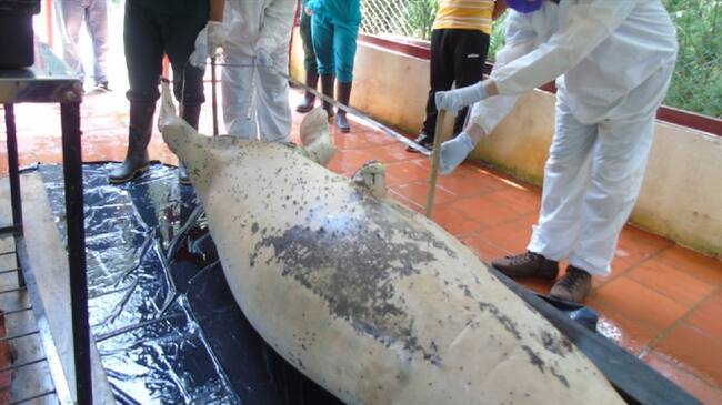 Manatí - Santander . Foto: CAS.