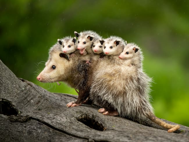 Imagen de una zarigüeya o chucha con sus bebés (Foto vía GettyImages)