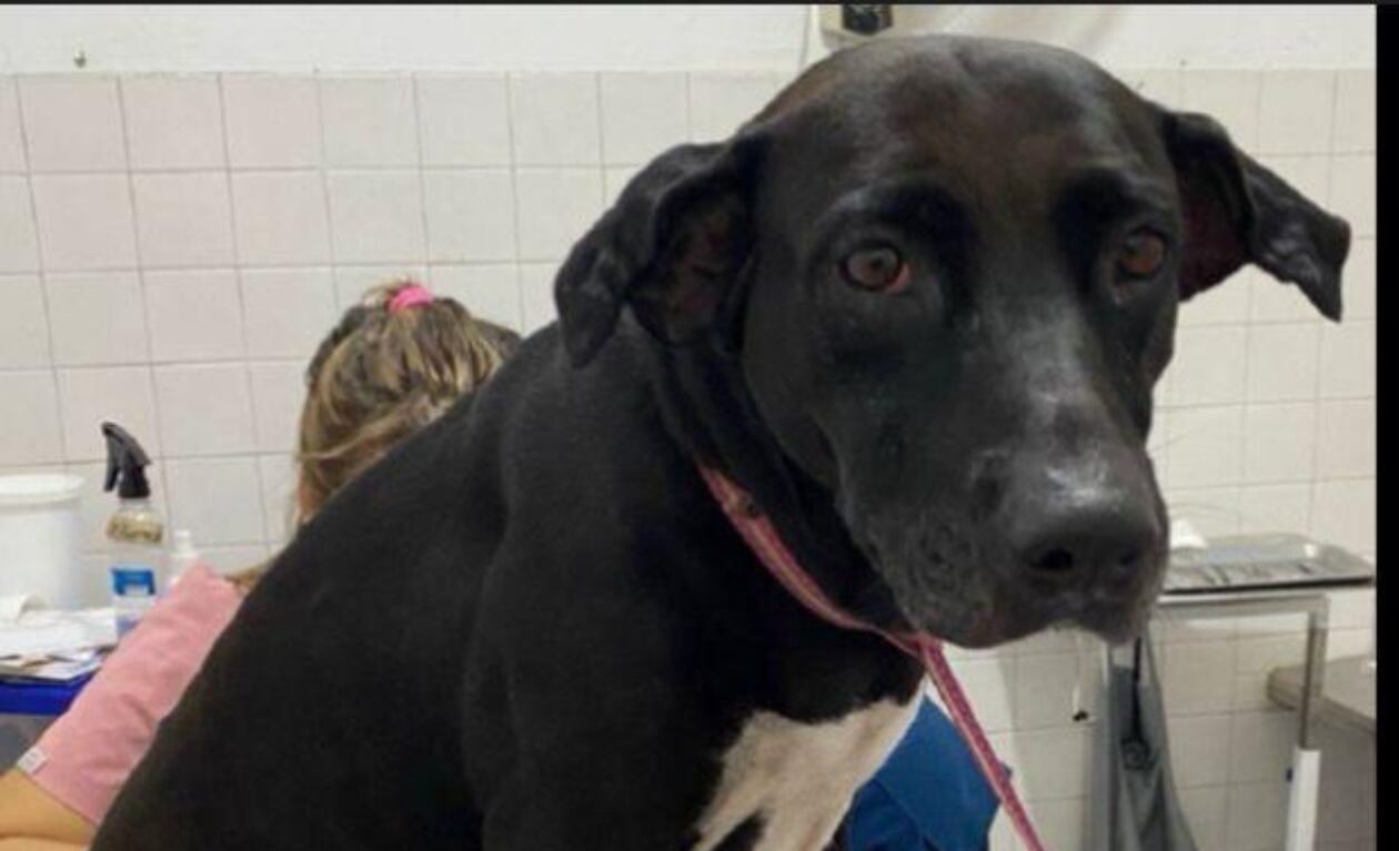 'Lola', perrita afectada. Foto: cortesía.