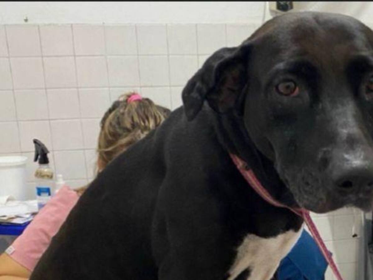 Indignante: descubren a un hombre que habría abusado de una perrita en Melgar, Tolima