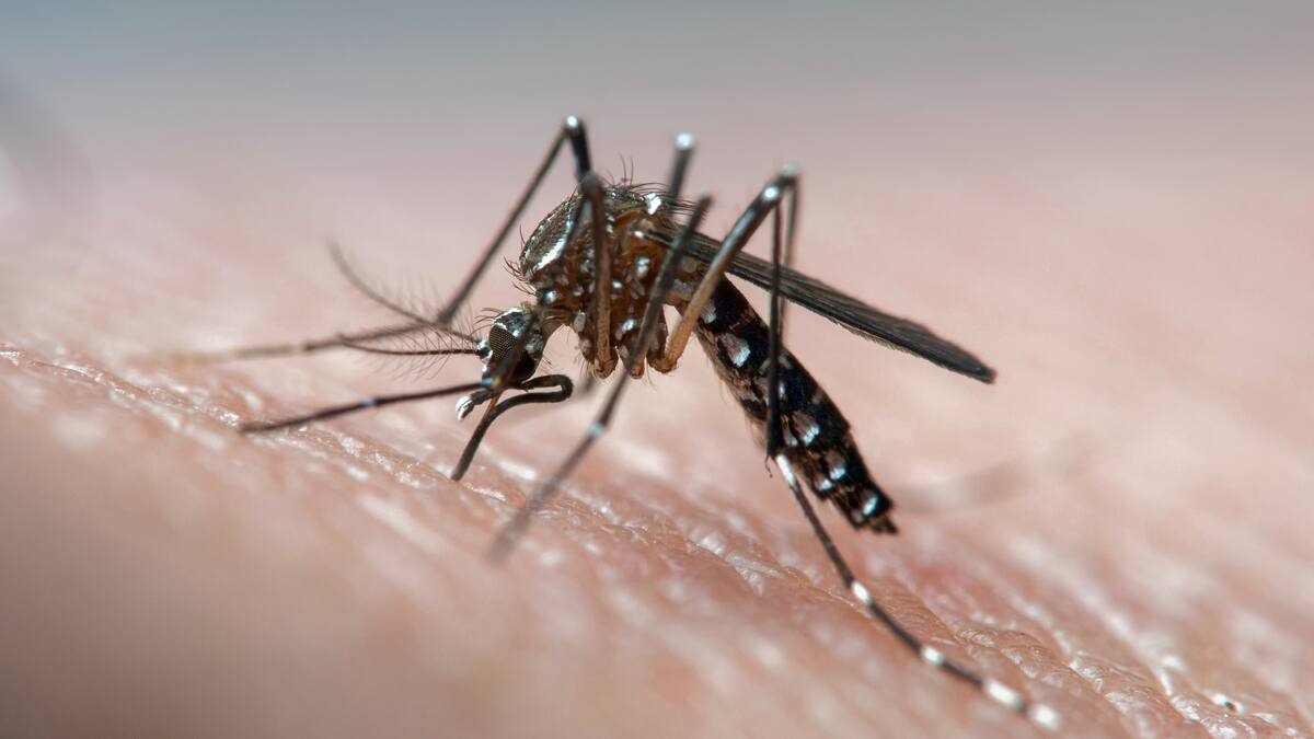 Alarma por dengue en Córdoba: autoridades confirman más de 5.000 casos