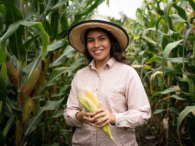 Bavaria lanza su nueva cerveza de maíz, cultivado en el Valle del Cauca