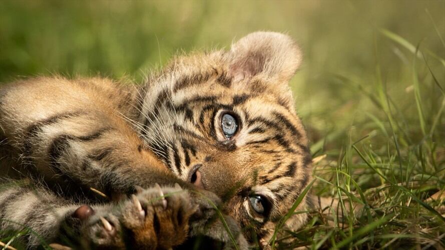 Nace un raro ejemplar de tigre de Sumatra en un zoológico de Polonia. Foto: Agencia AFP