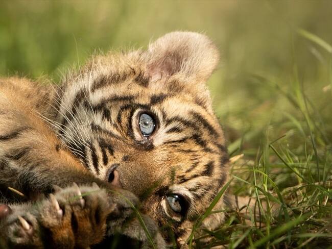 Nace un raro ejemplar de tigre de Sumatra en un zoológico de Polonia. Foto: Agencia AFP