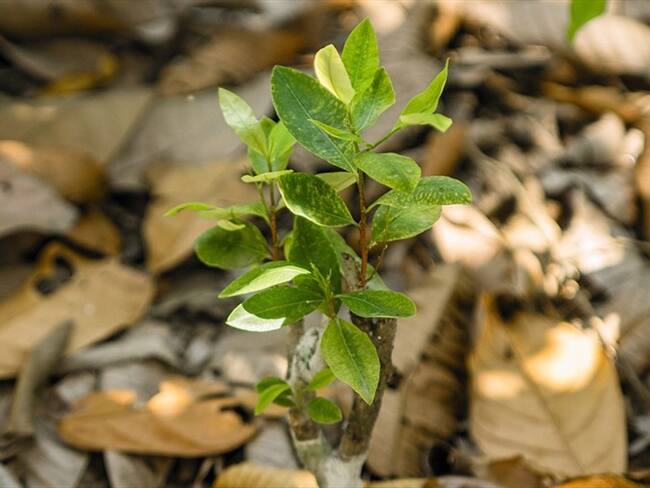 Las dificultades para adquirir hoja de coca para fines medicinales en Colombia
