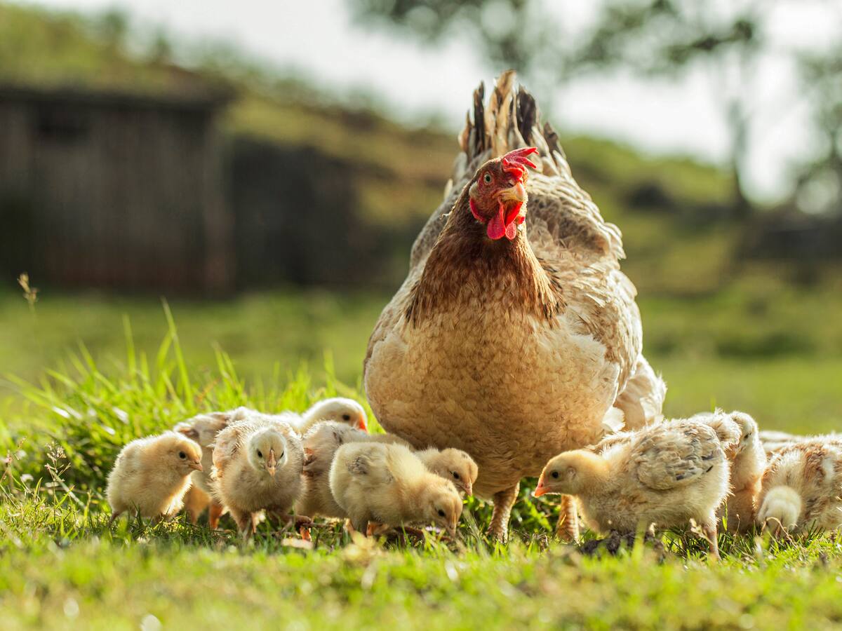 Fenavi sobre paro camionero: “tenemos 17 millones de aves sin alimento hace tres días”