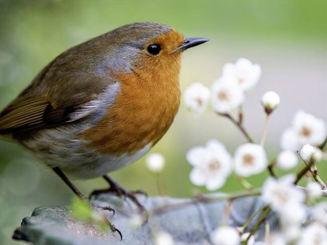 Las aves son la clave para la felicidad, según muestra estudio. Foto: Getty Images