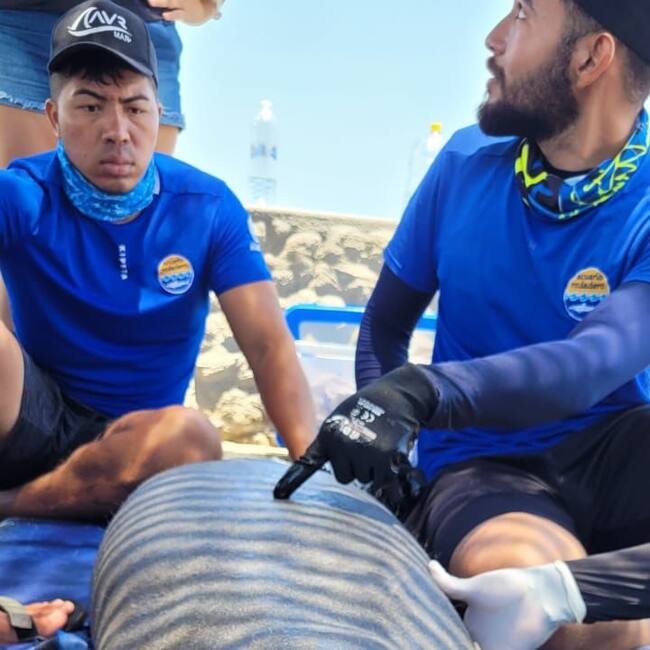 Foto: Rescate de Manatí/ Corpamag