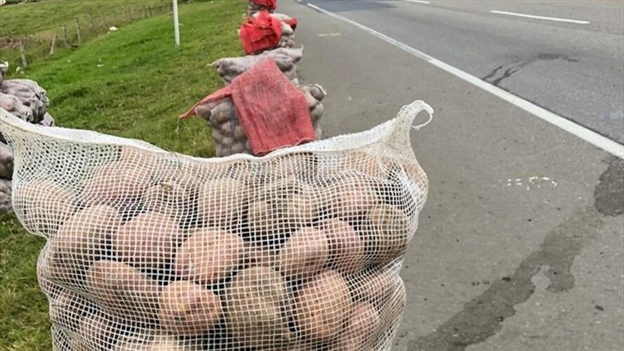Programa de apoyo a productores de papa. Foto: Redacción W Radio
