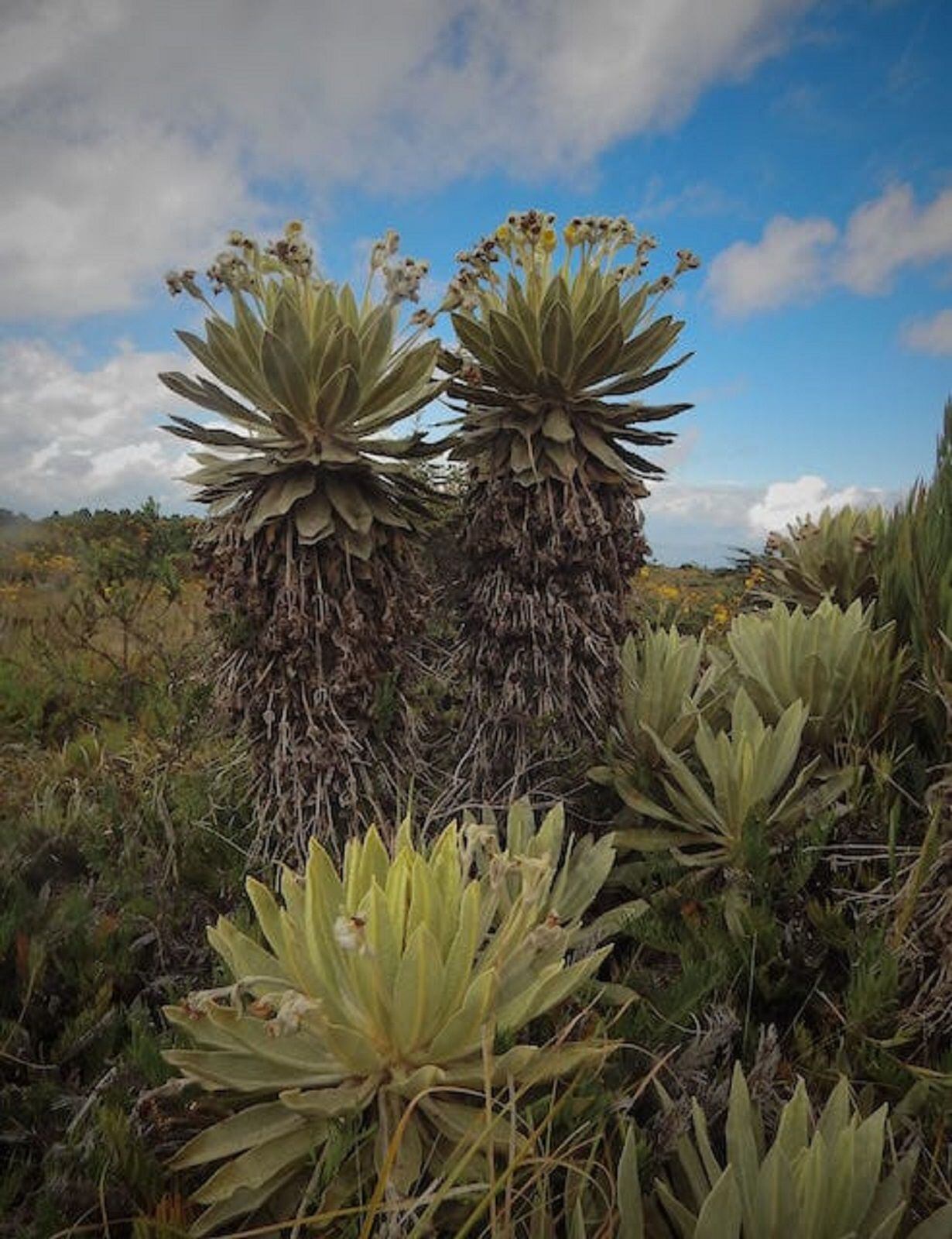 Frailejón. Foto: Marian Teresa Becerra