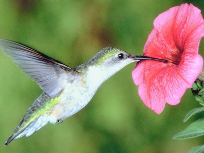Así funciona la lengua de un colibrí