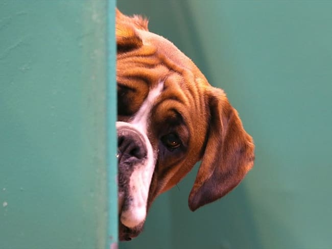 Comisario de familia explica el porqué ordenó custodia compartida de un perro