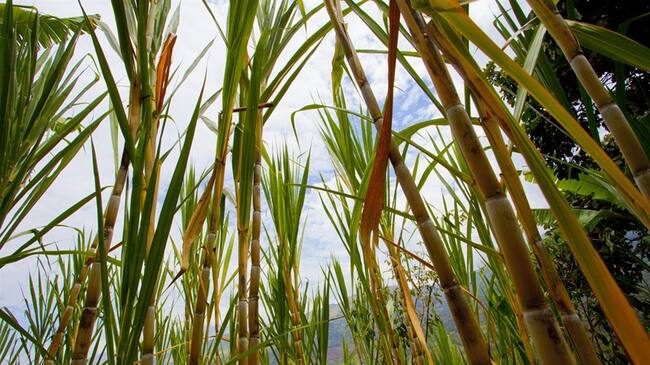 El recurso parafiscal se pagó, sin que a la fecha exista soporte para ello. Foto: Getty Images / ALDO PAVAN