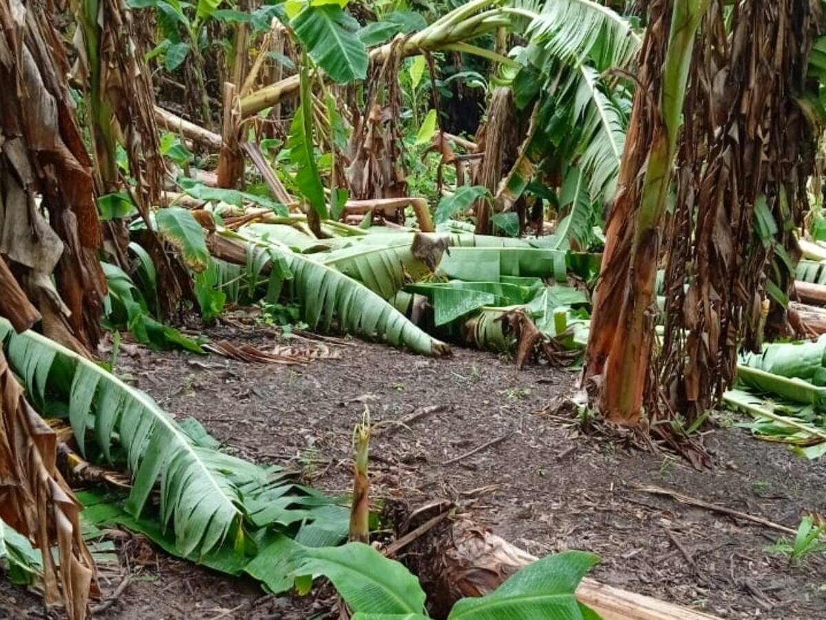 Un muerto y cultivos arrasados deja fuerte vendaval en Córdoba