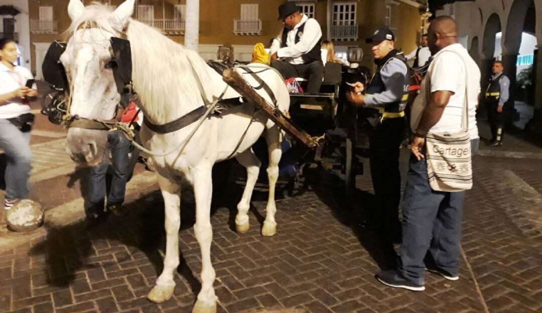 Caballos cocheros en Cartagena | Foto: Suministrada