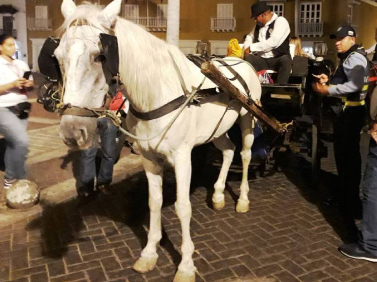 Congreso estudia proyecto que eliminaría caballos cocheros en Cartagena