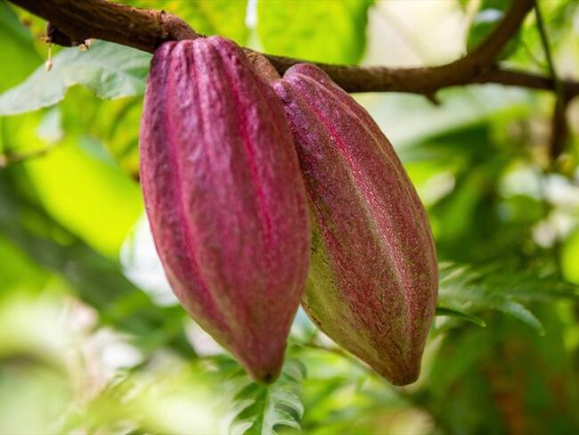 Más de $20 mil millones se invertirán en el Plan Nacional de Renovación de Cacao . Foto: Getty Images