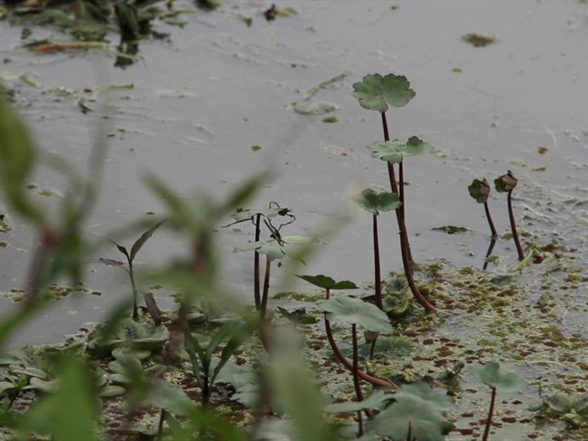 No habrá nueva delimitación de humedales