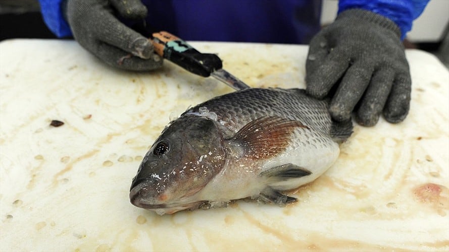 Médicos brasileros usaron piel de tilapia para construir el órgano sexual.. Foto: Getty Images