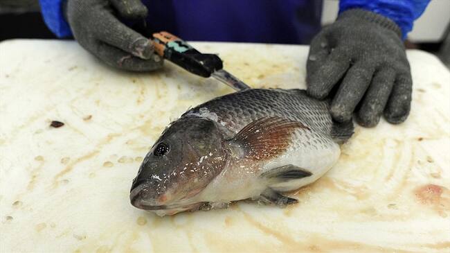 Médicos brasileros usaron piel de tilapia para construir el órgano sexual.. Foto: Getty Images