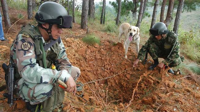 Campo minado en Antioquia . Foto: Colprensa