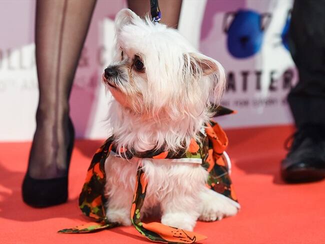 La diseñadora de Guatemala especializada en moda para perros