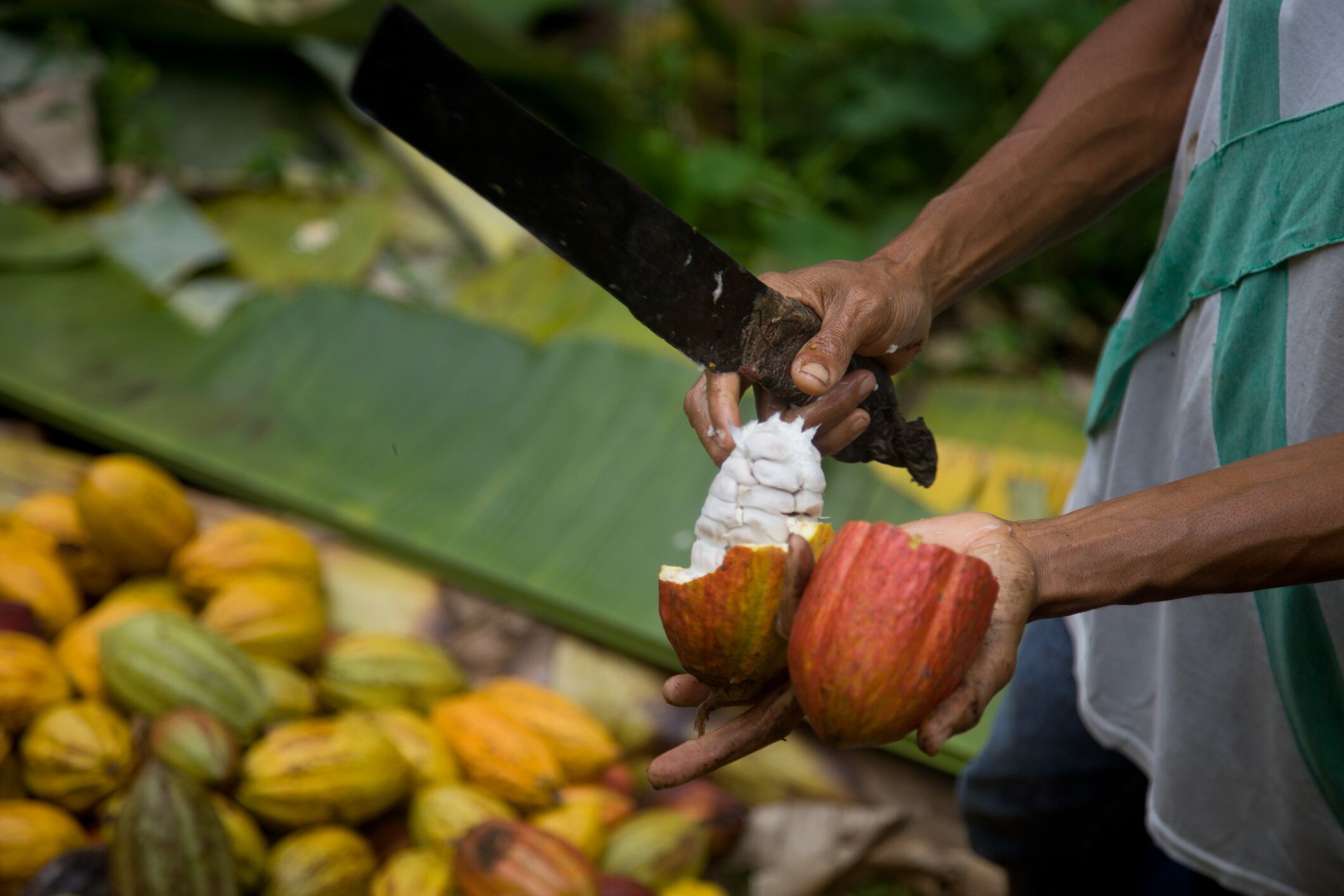 Cacao imagen de referencia. Foto: Getty Images.