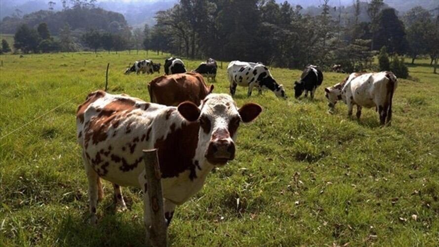 Están bajando los precios de la leche por parte de las industrias.. Foto: La W
