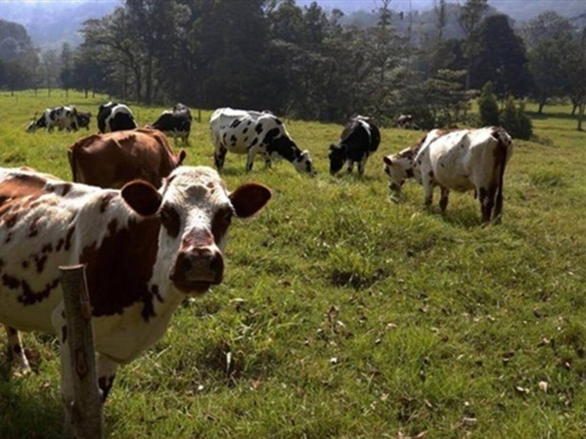Lecheros en el occidente de Boyacá no habrían recibido ayudas por afectaciones de heladas