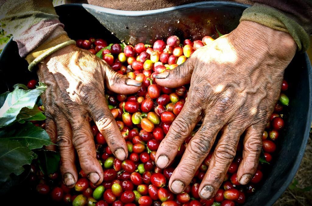 Federación Nacional de Cafeteros. Foto: Getty Images.