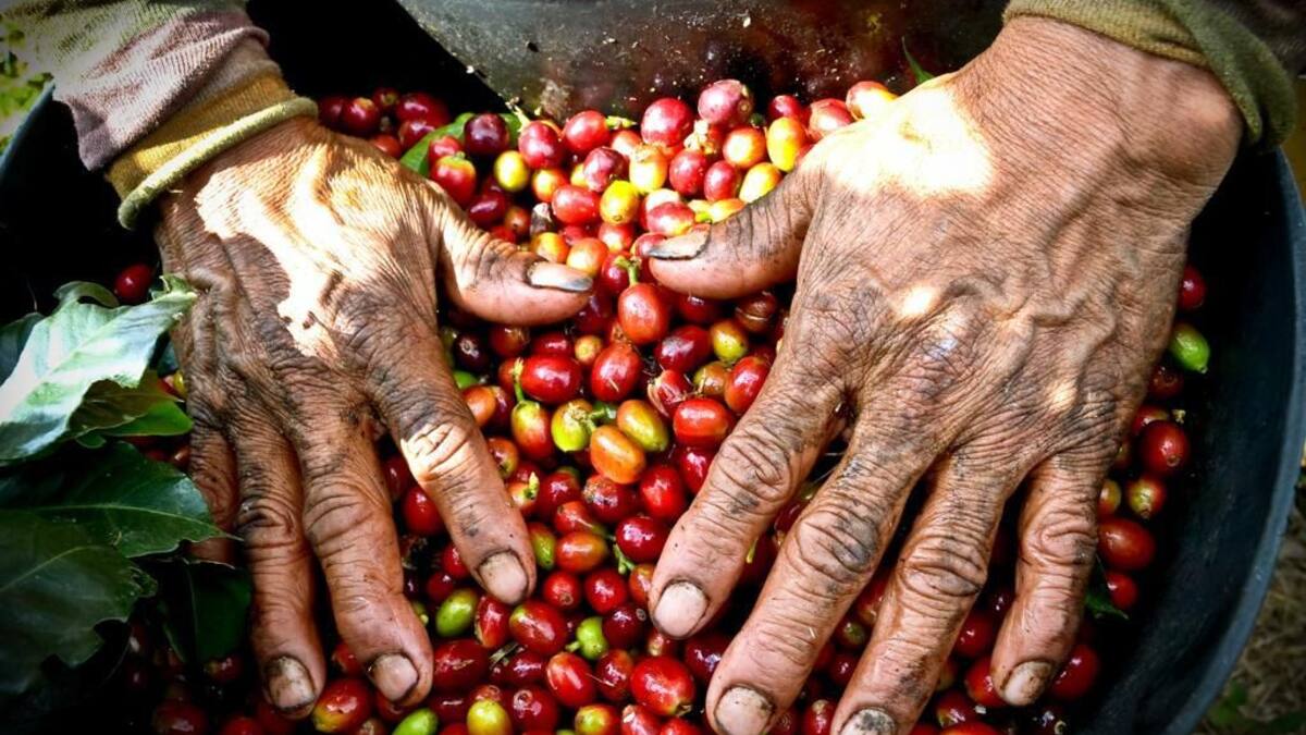 Producción cafetera de Colombia se recuperó en 2024 y cerró con números positivos