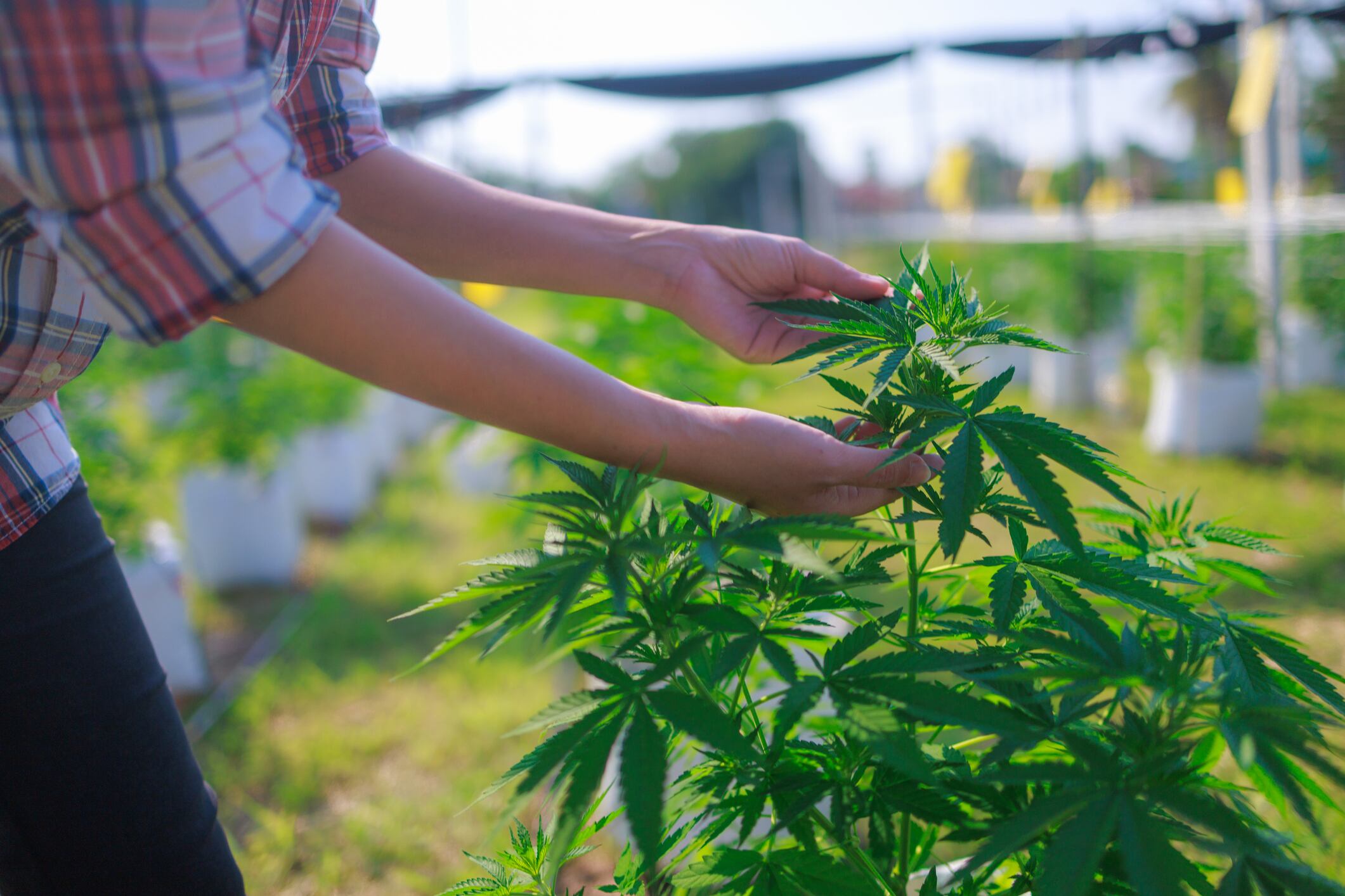 Cultivos ilícitos, referencia. Foto: Getty Images