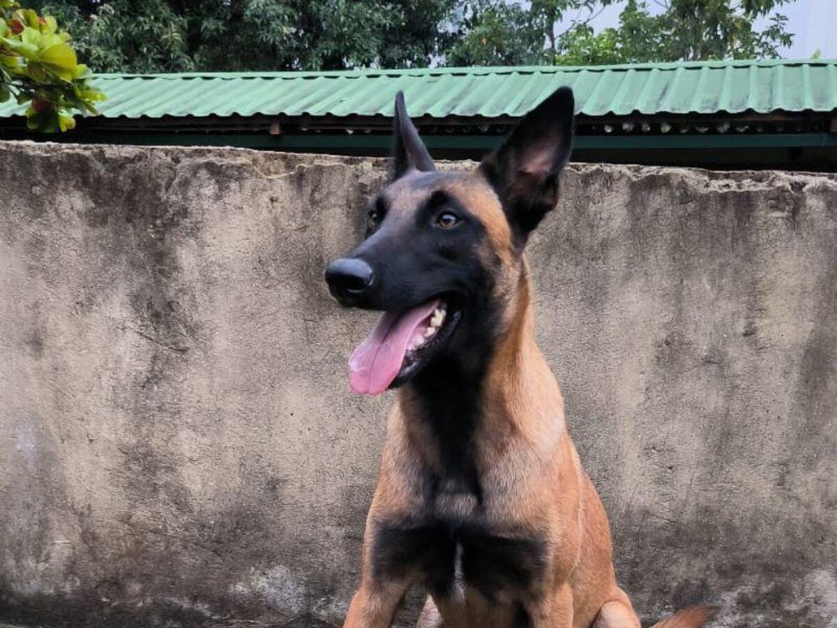 ‘Urca’. Foto: Ejército Nacional