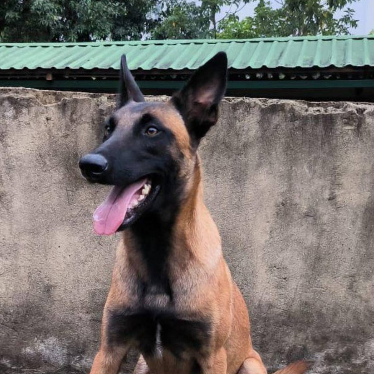 Murió perra antiexplosivos del Ejército tras ataque de disidencias Farc en Cauca
